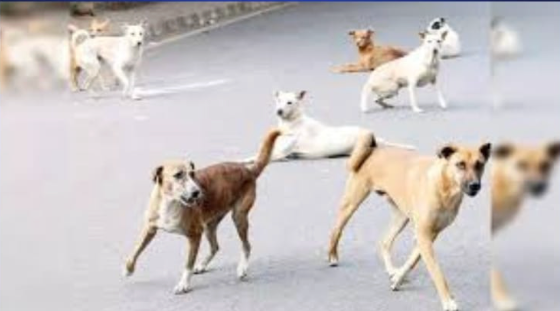 Stray Dog Attack in Kozhikode Injures 8, Including Child