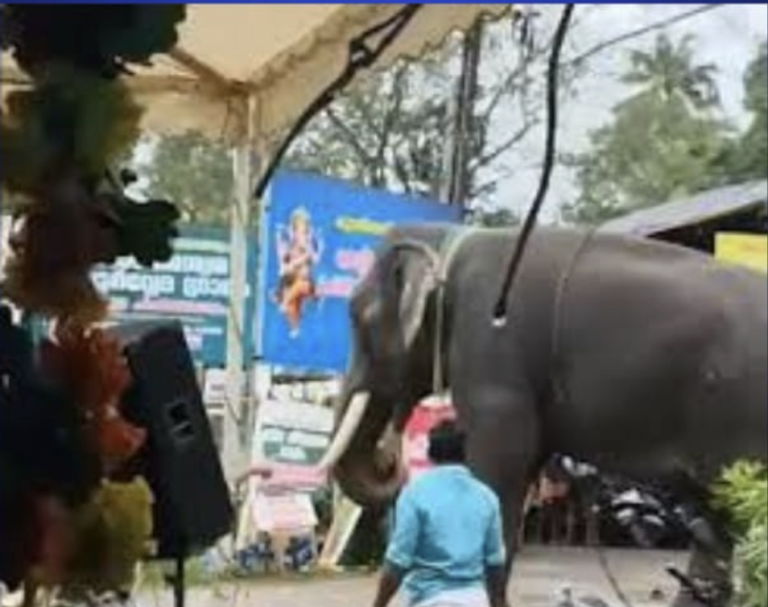 Elephant Rampage at Dharmasastha Temple Causes Heavy Damage