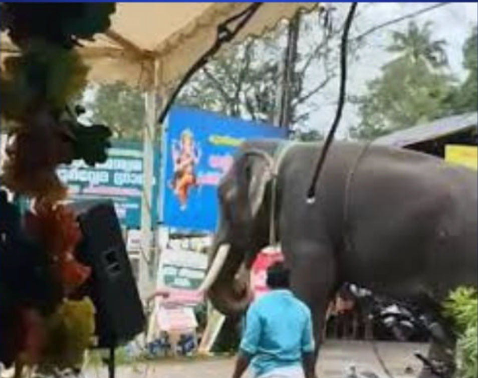 Elephant Rampage at Dharmasastha Temple Causes Heavy Damage