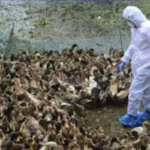 Bird Flu Confirmed in Kozhikode