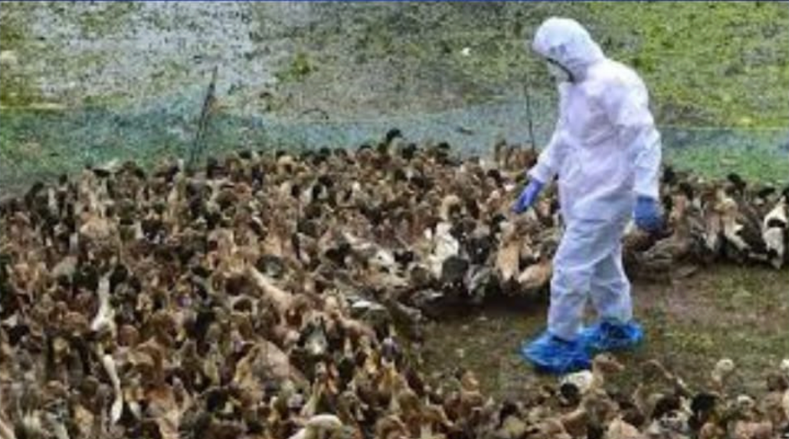 Bird Flu Confirmed in Kozhikode