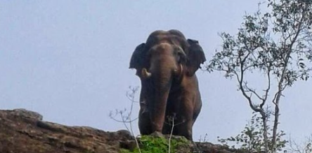 Attappadi Elephant Attack