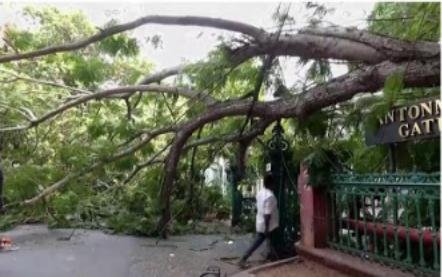 Secretariat gate tree fall near Kerala Secretariat disrupts traffic. Major accident avoided as no injuries reported.