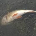 Dead fish floating in Mangalam River in Palakkad raising environmental pollution concerns