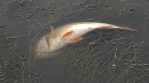 Dead fish floating in Mangalam River in Palakkad raising environmental pollution concerns