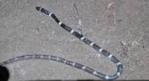 Officials inspecting house floor in Thrissur after snake sightings linked to Aljo snake bite death