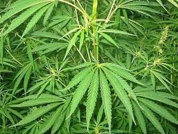 US government announcement on cannabis reclassification for medical use reform policy