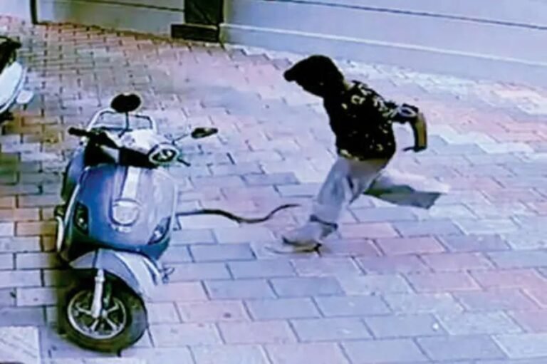 CCTV image showing snake attacking boy near scooter in Kerala home yard