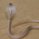 Forest department rescuers capture cobra after multiple snake alerts reported through Sarpa app in Thiruvananthapuram