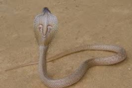 Forest department rescuers capture cobra after multiple snake alerts reported through Sarpa app in Thiruvananthapuram