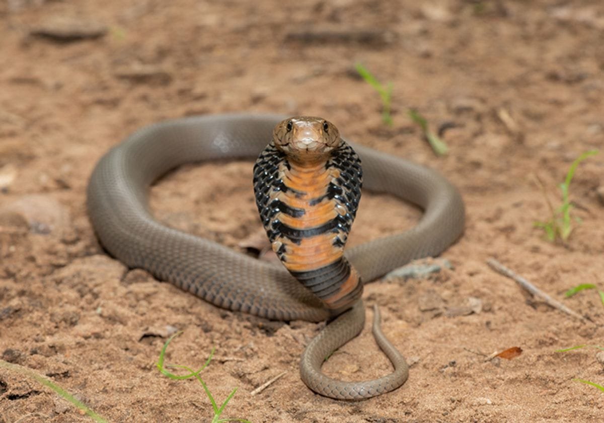 Man admitted to Kollam hospital after snake bite with captured snake in container for identification
