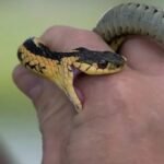 Elderly woman admitted to hospital after snake bite incident inside house in Kannur Taliparamba