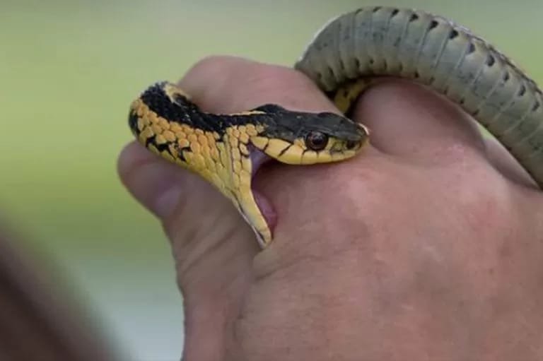 Elderly woman admitted to hospital after snake bite incident inside house in Kannur Taliparamba