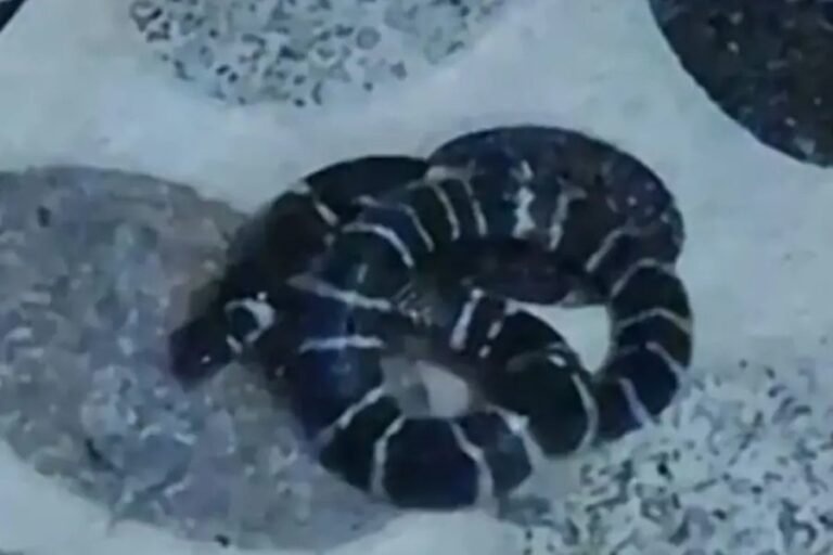 Woman receives treatment after common krait snake bite incident at home in Perambra Kozhikode