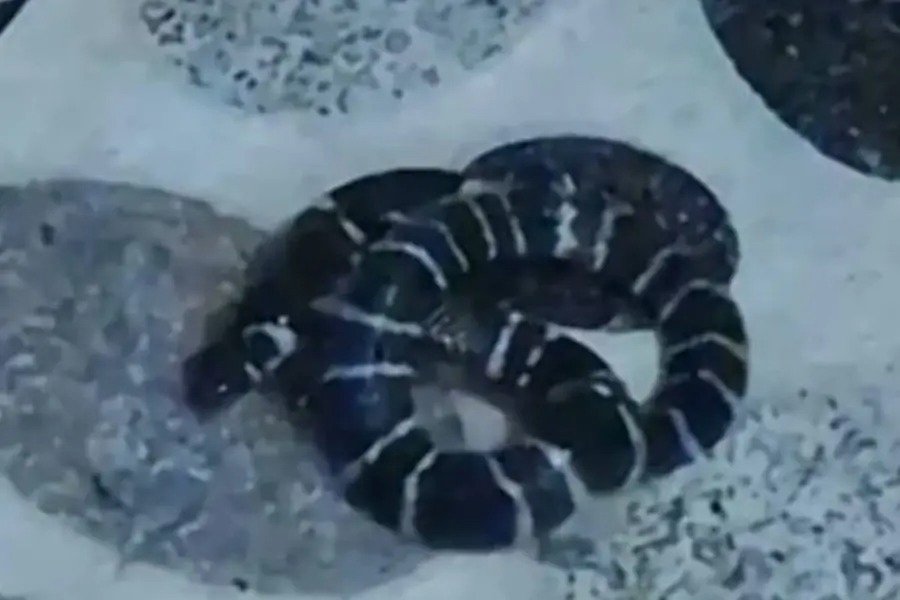 Woman receives treatment after common krait snake bite incident at home in Perambra Kozhikode