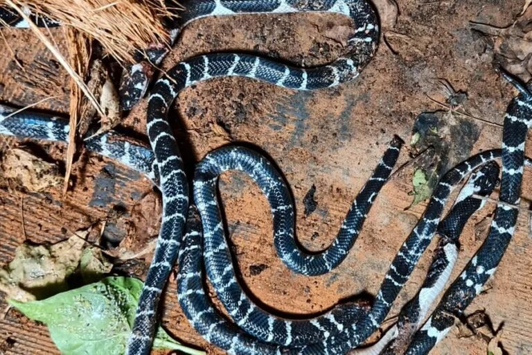 Five common krait snakes rescued from inside a house in Kuttiady Kozhikode near children's bedroom