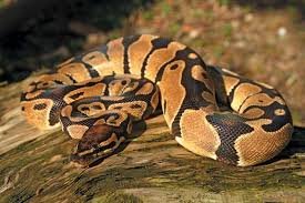 Python rescued from house in Konni where family faces repeated snake sightings for third consecutive day