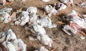 Poultry farm in Uttar Pradesh where chickens died allegedly due to loud DJ music from wedding procession