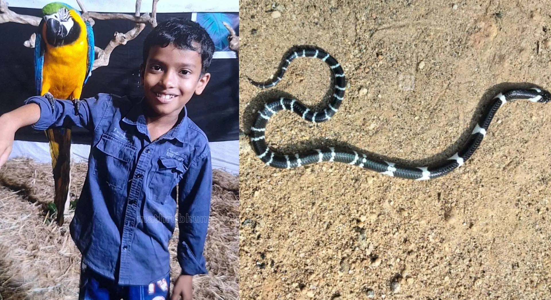 Snake bite child death in Thrissur after 8 year old boy dies and brother remains in critical condition