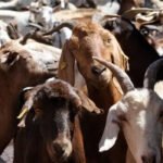 Goats killed in wildlife attack in Aloor village causing fear among residents