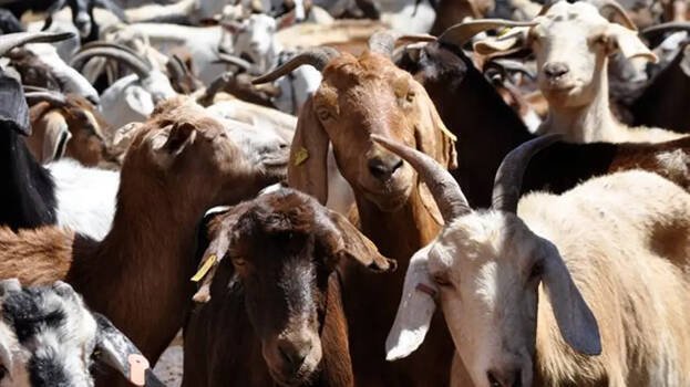 Goats killed in wildlife attack in Aloor village causing fear among residents