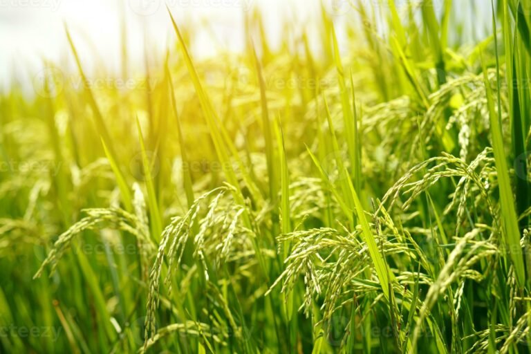 Kottayam paddy storage crisis farmers guarding paddy sacks Kerala