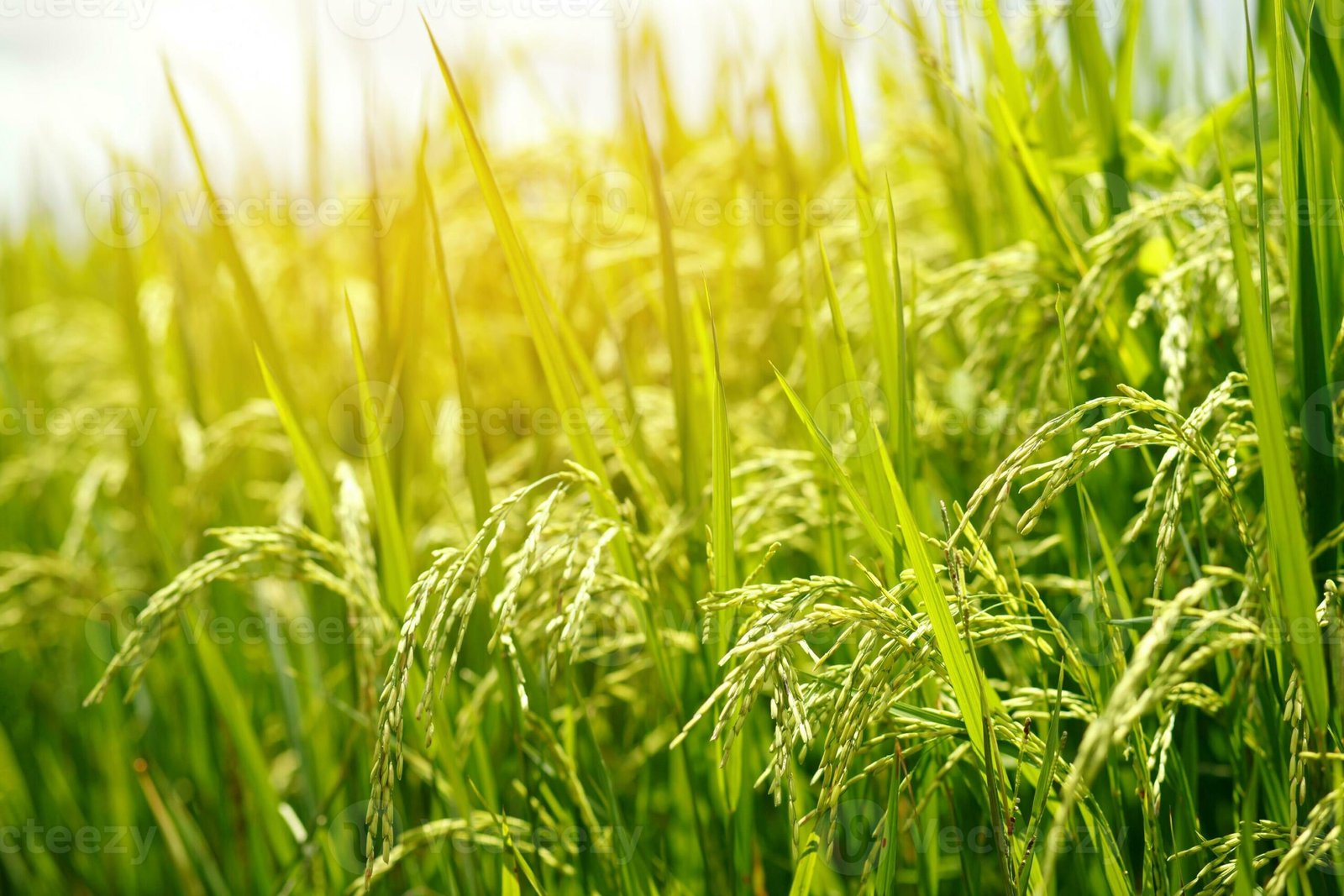Kottayam paddy storage crisis farmers guarding paddy sacks Kerala