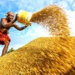 Paddy heaps lying in fields at Kumarakom as farmers protest procurement delay and mill owners demand cuts