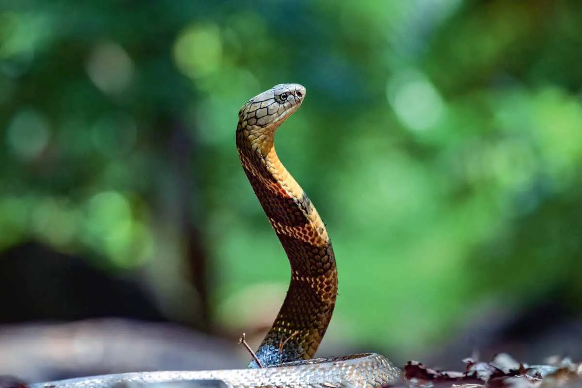 Dead venomous snake found inside blanket in Kerala home