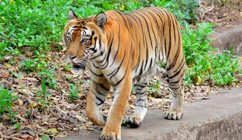 Female tiger at Trivandrum Zoo under medical care before death