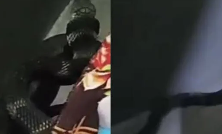 King cobra rescued from under a bed in Kerala home
