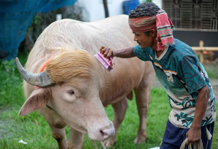Donald Trump Buffalo viral albino buffalo in Bangladesh