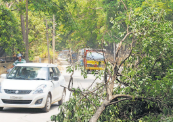 Car miracle escape after tree branch pierced vehicle
