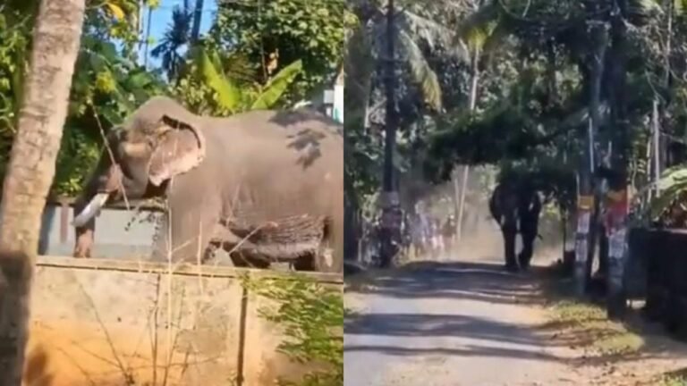 Thrissur Elephant Rampage near town hall