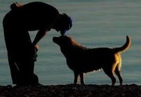 Stray Dog Euthanasia protest by animal lovers