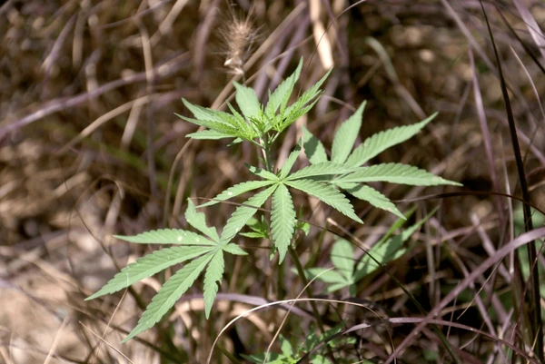 Omassery Cannabis Plants found near stadium area