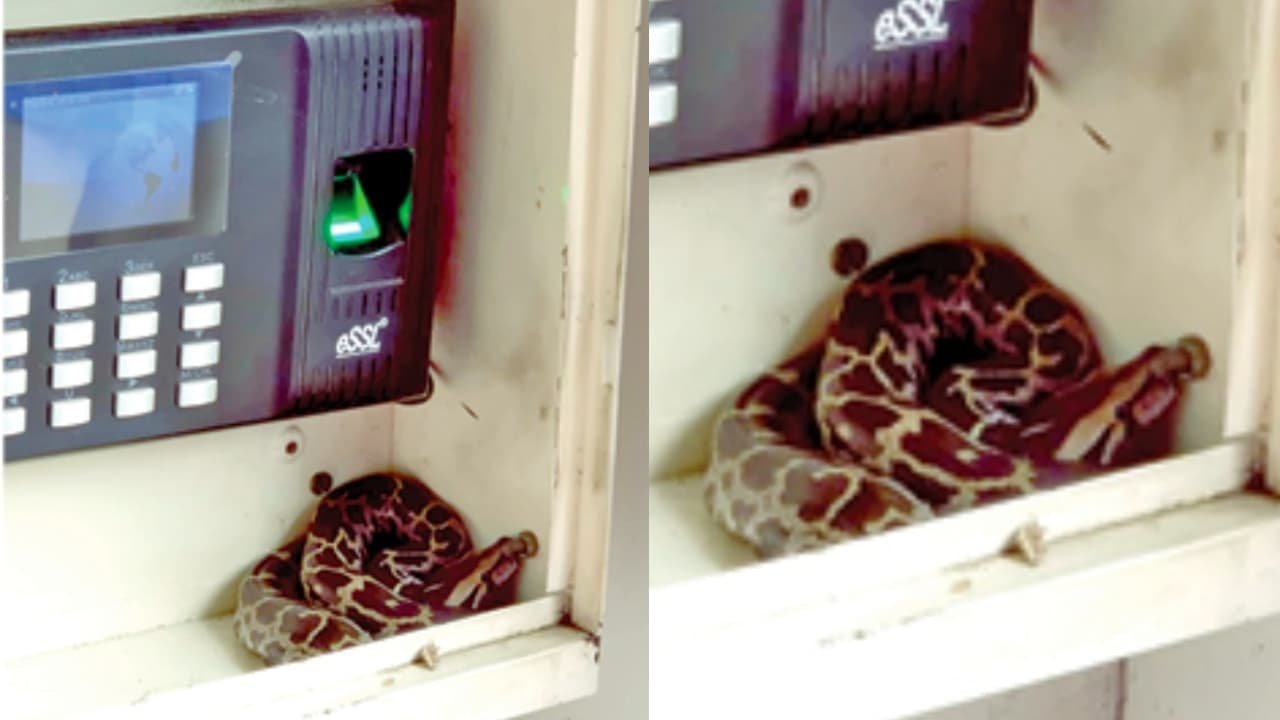 Snake found inside punching machine box in showroom Kerala rescue scene