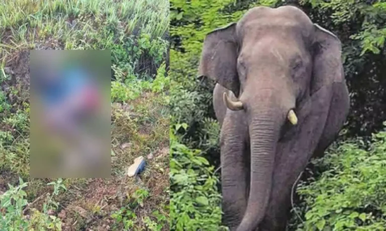 Wayanad Elephant Attack in Pulimad farming area leading to farmer death