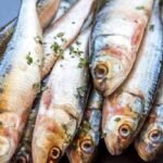 El Nino Impact Kerala affecting sardine and mackerel availability in coastal waters