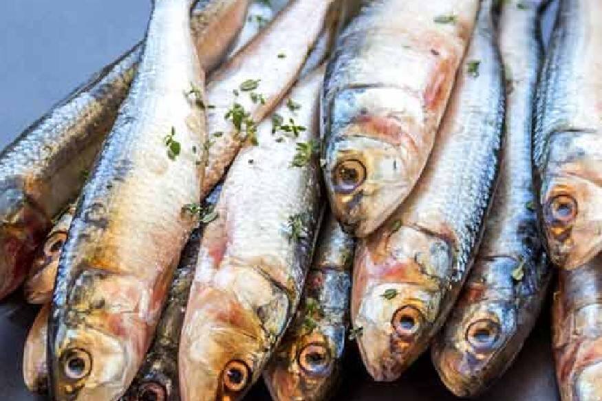 El Nino Impact Kerala affecting sardine and mackerel availability in coastal waters