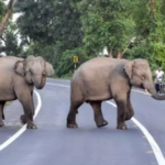 Forest Minister Elephant Incident during field visit