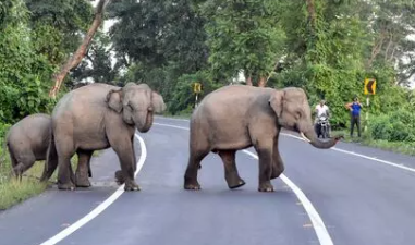 Forest Minister Elephant Incident during field visit