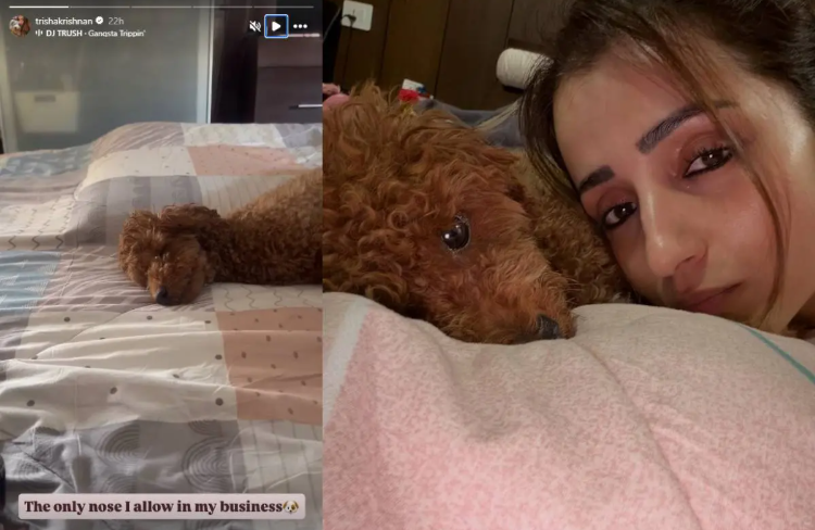 Trisha Vijay Rumours and Instagram story update