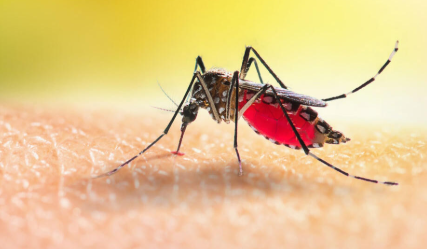 West Nile Fever Alert in Ernakulam district