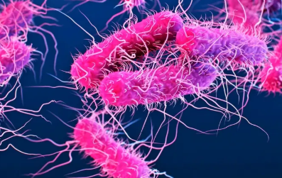 Shigella Health Alert in Wayanad Kerala