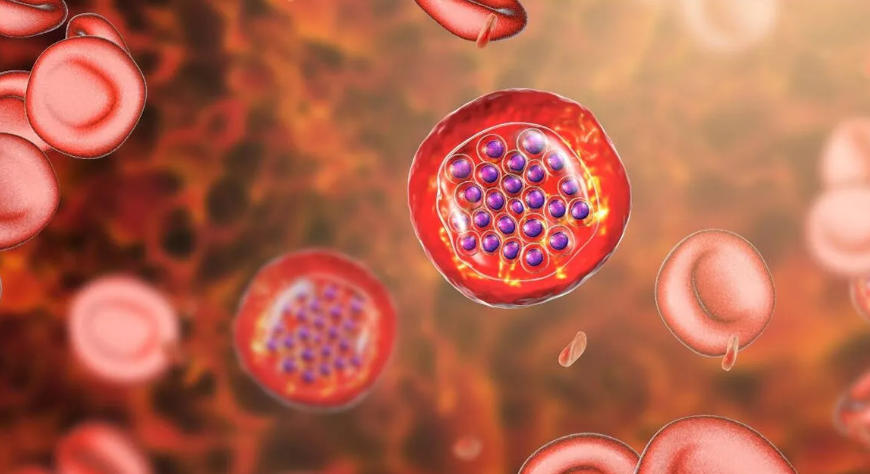Malaria Alert Kozhikode after malaria case confirmed in Thikkodi