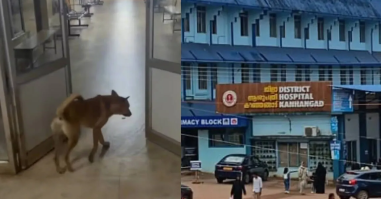 Hospital Stray Dog Attack at Kanhangad District Hospital involving a patient bystander on the third floor