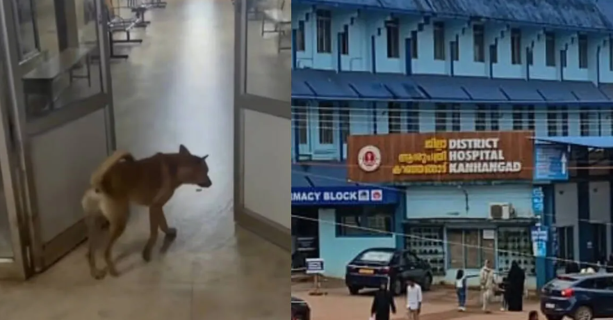 Hospital Stray Dog Attack at Kanhangad District Hospital involving a patient bystander on the third floor