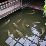 UK Zoo Horror incident involving child rescued after crocodile pool attack at British zoo