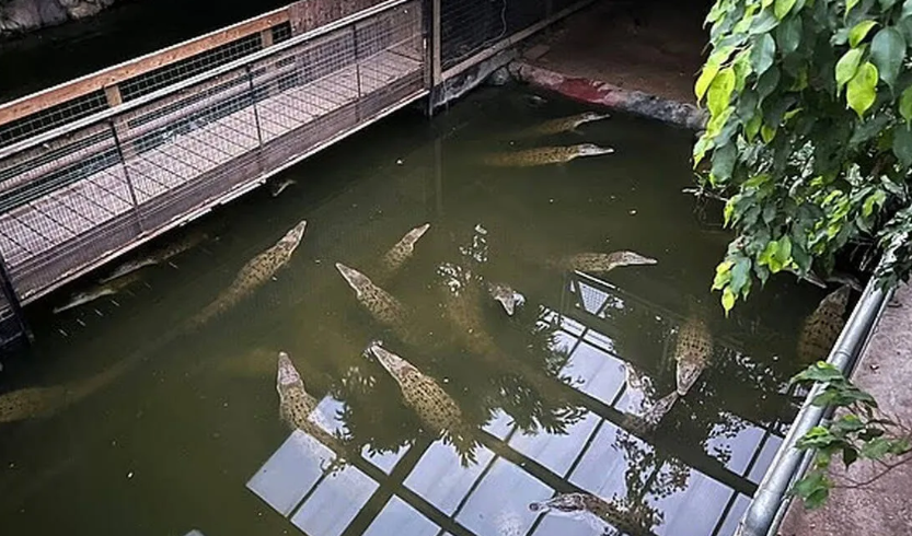UK Zoo Horror incident involving child rescued after crocodile pool attack at British zoo